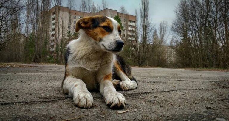 Chernobyl Pup