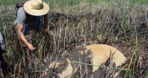 Researcher With New Moai Statue