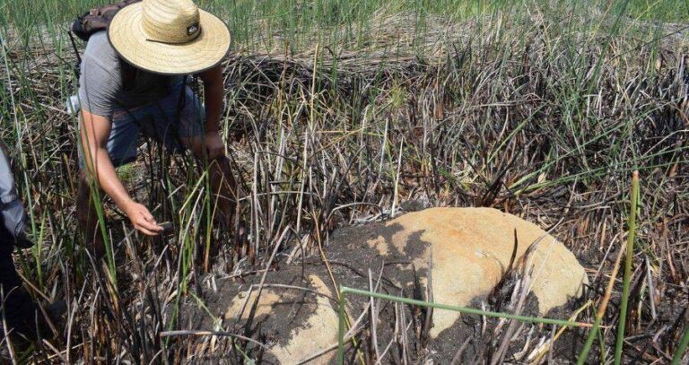 Researcher With New Moai Statue