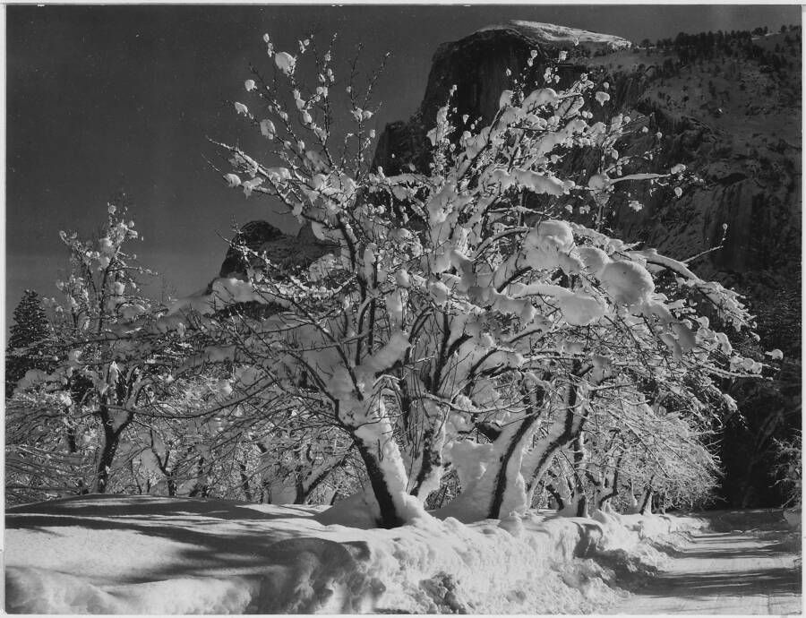 Frozen Apple Tree