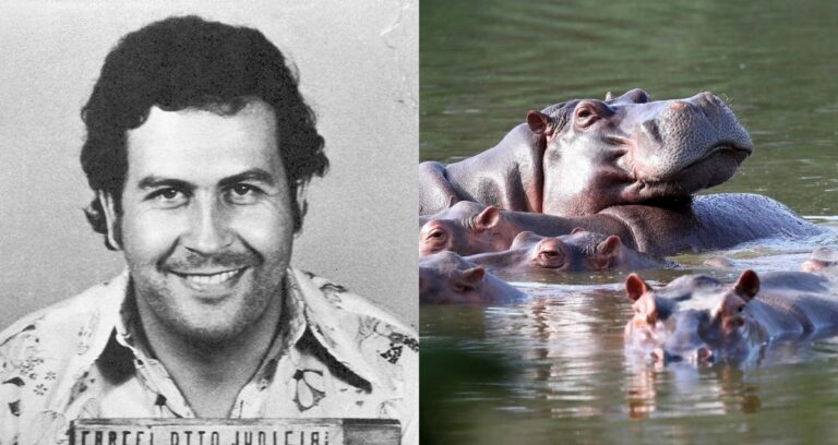 Pablo Escobar Alongside Hippos Featured