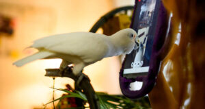 Parrot Pecking Screen