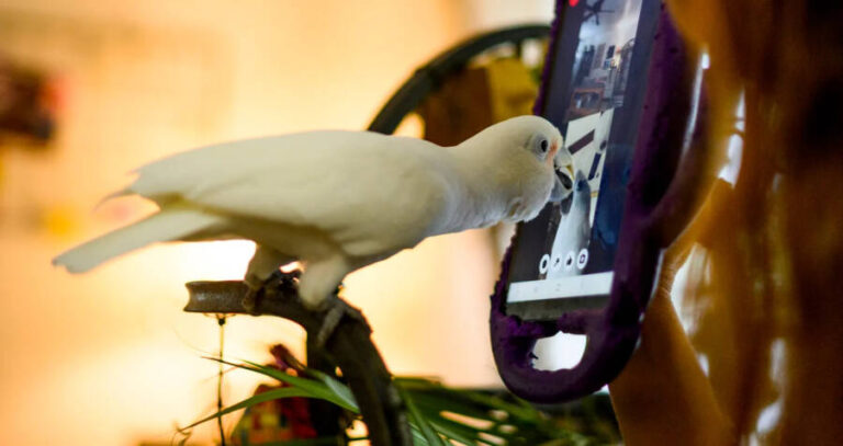 Parrot Pecking Screen