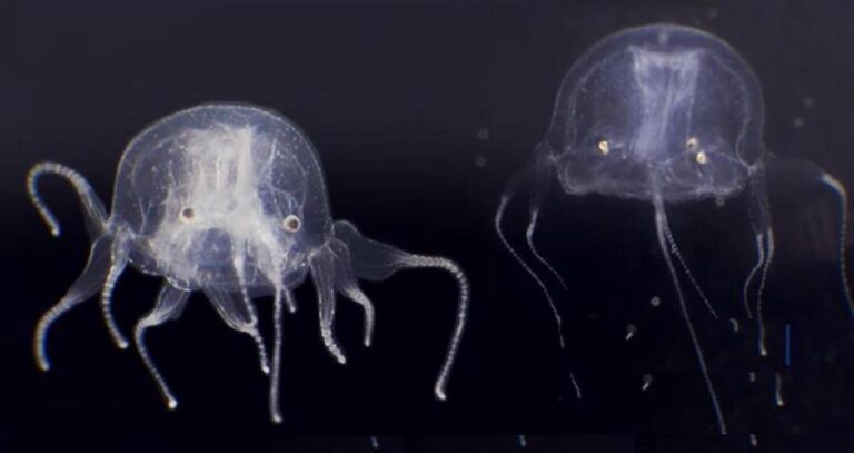 Tripedalia Maipoensis With Eyes