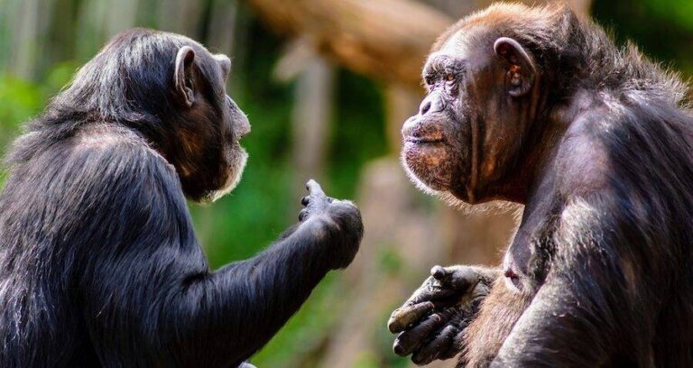 Chimp Conversation