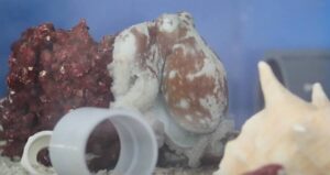 Dreaming Octopus