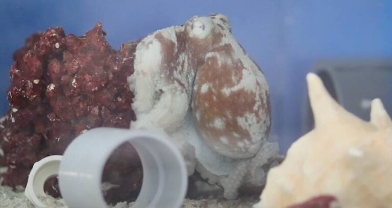 Dreaming Octopus
