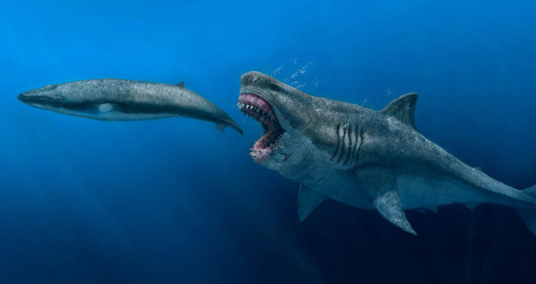 Megalodon Shark Featured