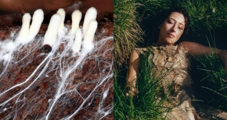 Fungal Clothing