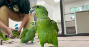 Parrots Being Released