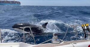 Orca Attack Near Morocco