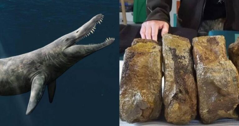 Sea Monster Bone Discovery