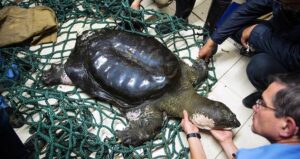 Worlds Rarest Turtle