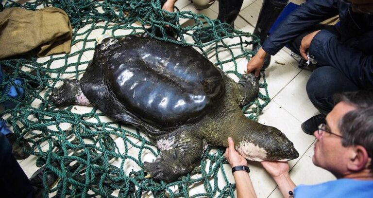 Worlds Rarest Turtle