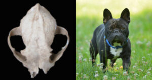 Dog Skull And French