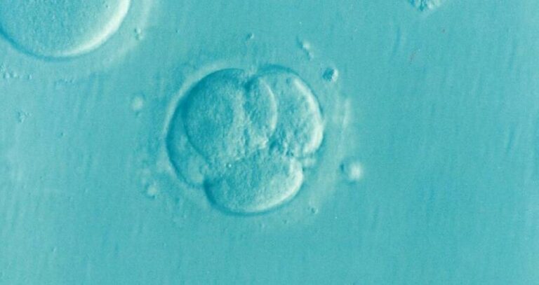 Human Embryo