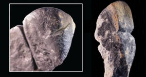Close Up Of Phallus
