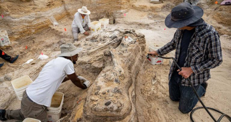 Og Elephant Excavation