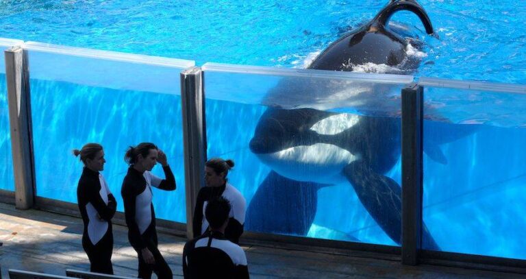 Tilikum And Trainers