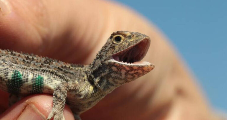 Victorian Earless Dragon Wide Mouth