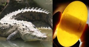 Virgin Croc Birth