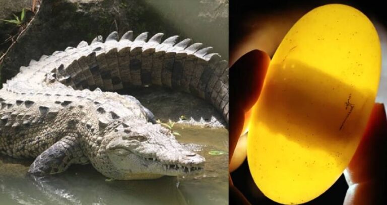 Virgin Croc Birth