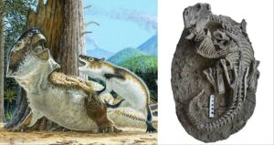 Mortal Combat Fossil
