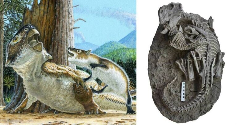 Mortal Combat Fossil