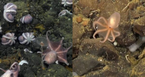 Octopus Crowd And Baby