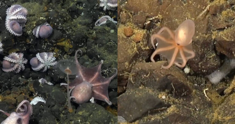 Octopus Crowd And Baby
