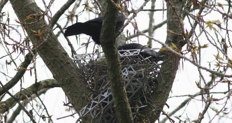 Spiky Bird Nests