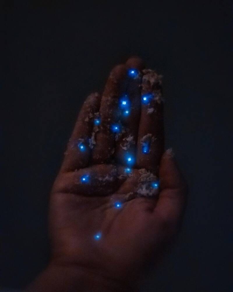 Bioluminscent Plankton In A Hand