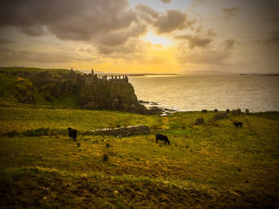 Dunluce Castle Cows