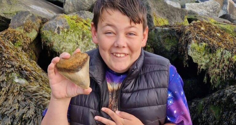 Prehistoric Megalodon Tooth