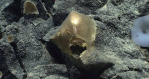Gold Orb