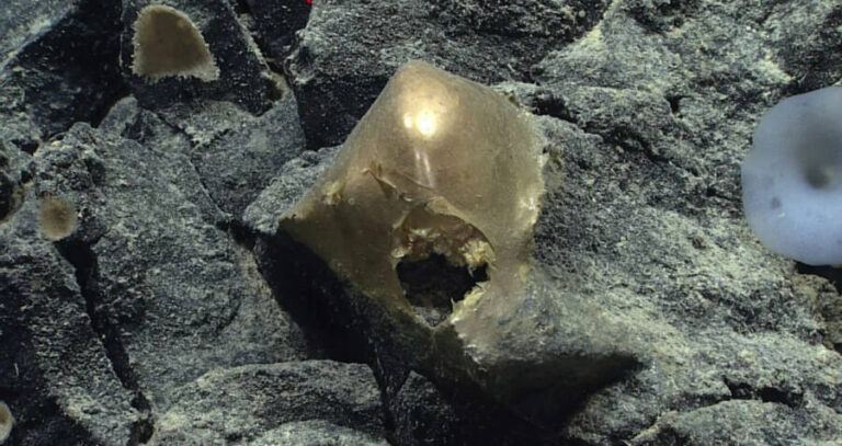 Gold Orb