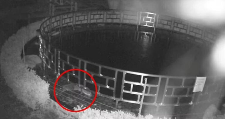 Otter Caught On Tape