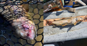 Zombie Fish And Lesions