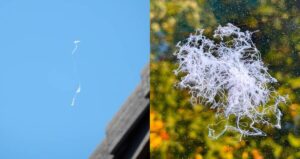 Ballooning Spiders In California