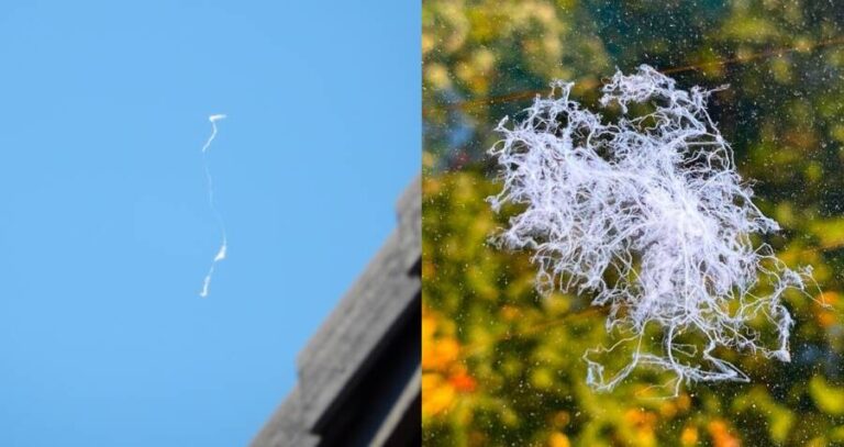 Ballooning Spiders In California