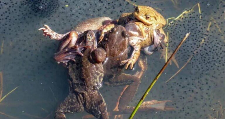 Mating Ball