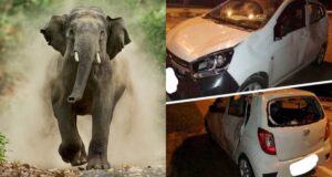 Featured Elephant And Damaged Car