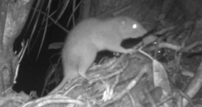 Vangunu Giant Rat Featured