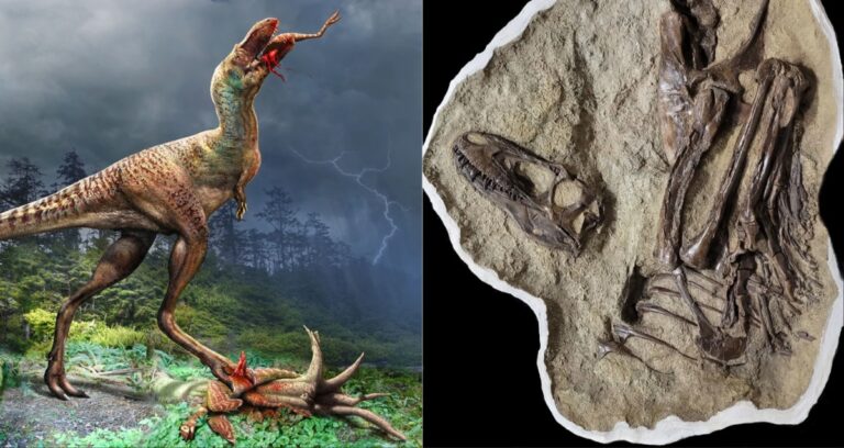 Gorgosaurus Featured