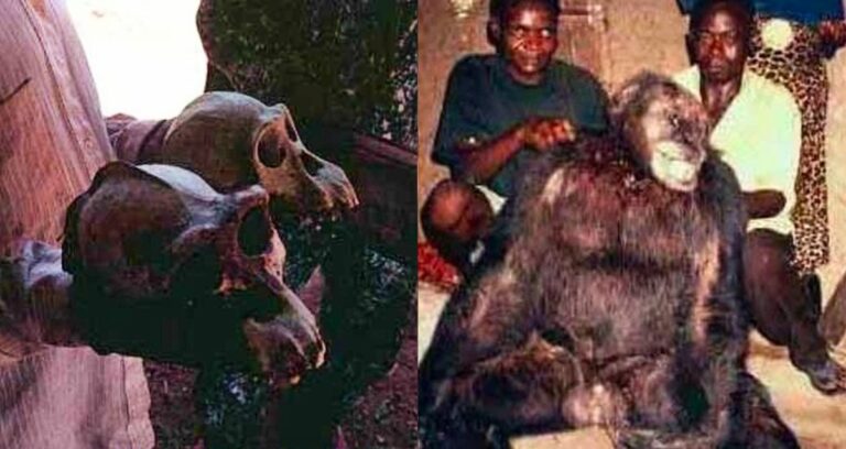 Bondo Apes Featured