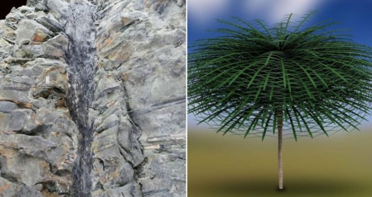 Fossil Alongside Sanfordicaulis Densifolia Featured