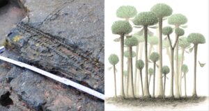 Fossilized Forest Featured