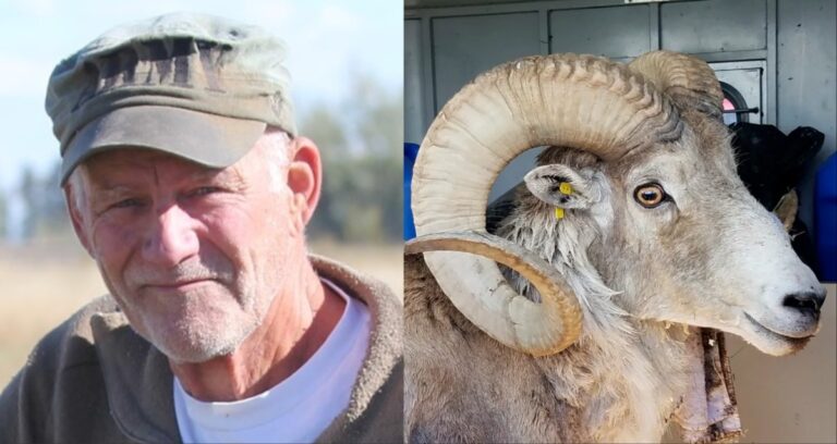 Mutant Sheep Featured