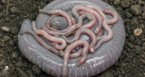 Ringed Caecilian Featured