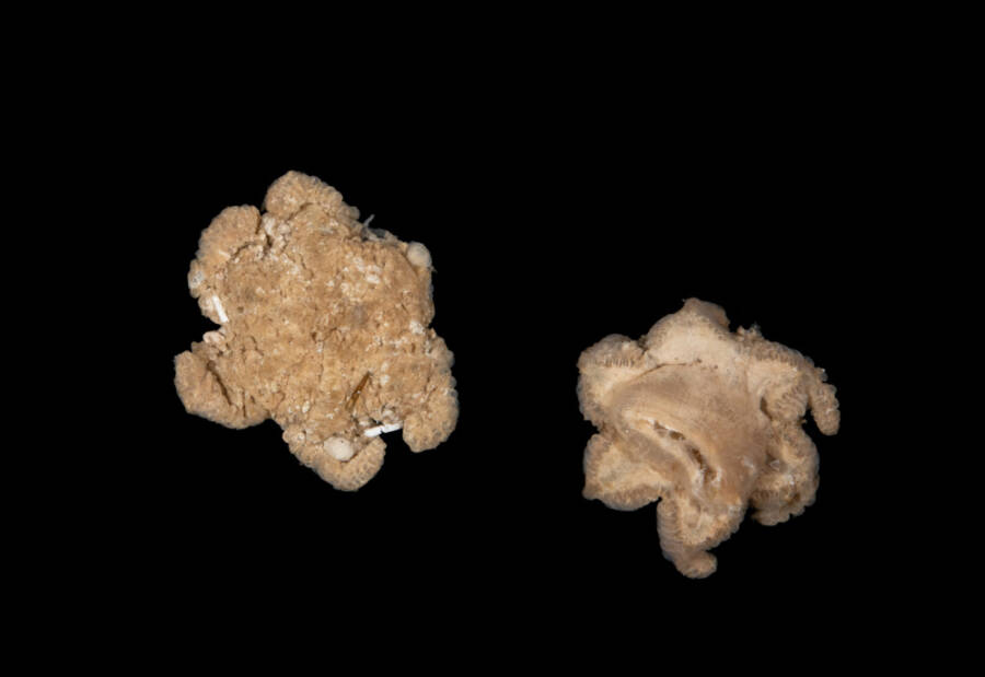 Mystery Specimens From Bounty Trough